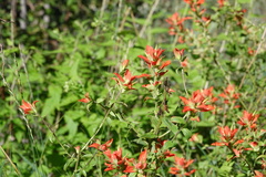 Castilleja nelsonii