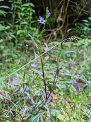 Epidendrum fimbriatum