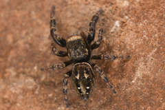 Dendryphantes nigromaculatus