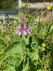 Stachys bullata
