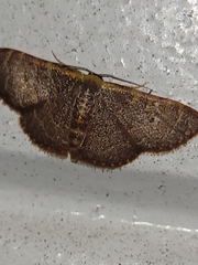 Leptostales pannaria