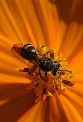 Neocorynura