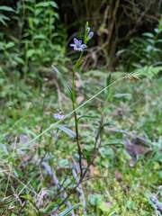 Epidendrum fimbriatum