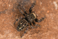 Dendryphantes nigromaculatus