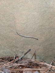 Hemiscolopendra marginata