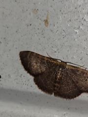 Leptostales pannaria