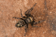 Dendryphantes nigromaculatus
