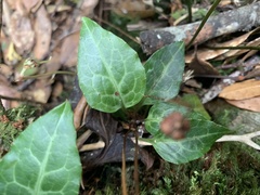 Pyrola alboreticulata