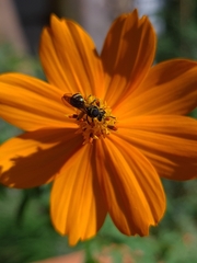Neocorynura