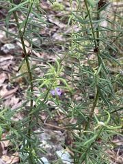 Westringia eremicola