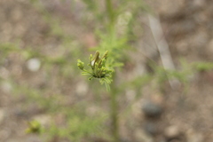 Cordylanthus rigidus