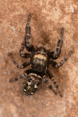 Dendryphantes nigromaculatus