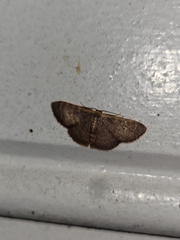 Leptostales pannaria