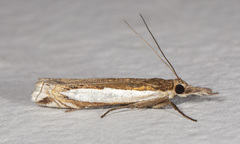 Crambus leachellus