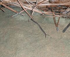 Hemiscolopendra marginata