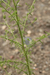 Cordylanthus rigidus