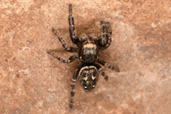 Dendryphantes nigromaculatus