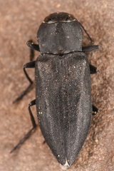 Melanophila