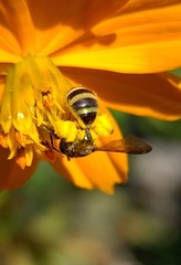 Neocorynura