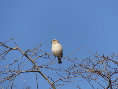 Passer motitensis