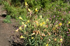 Oenothera elata