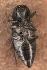 Melanophila