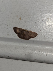 Leptostales pannaria