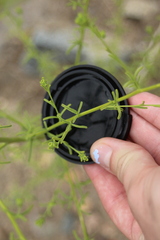 Cordylanthus rigidus