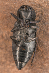 Melanophila