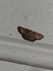 Leptostales pannaria