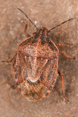 Trichopepla