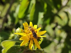 Callandrena