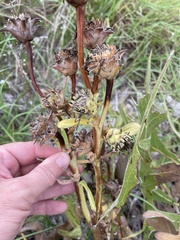 Silphium albiflorum
