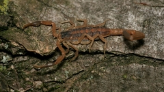 Centruroides vittatus