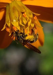 Neocorynura