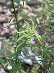 Westringia eremicola