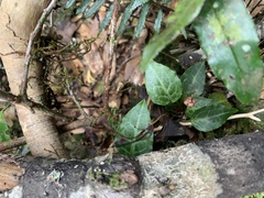 Pyrola alboreticulata