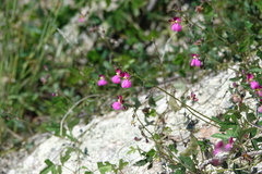 Phaseolus filiformis