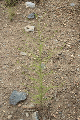 Cordylanthus rigidus