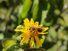 Callandrena