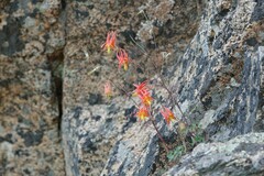 Aquilegia desertorum