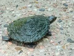 Emydura macquarii