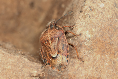 Trichopepla