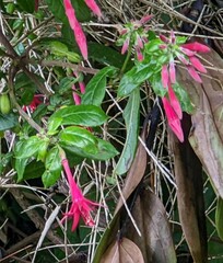 Fuchsia boliviana