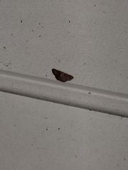 Leptostales pannaria