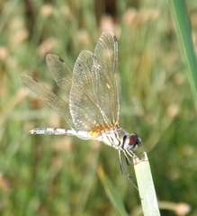 Trithemis pallidinervis