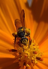 Neocorynura