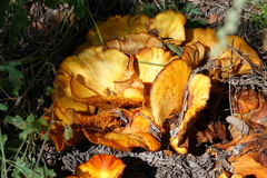 Omphalotus subilludens