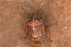 Trichopepla