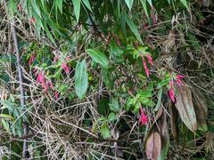 Fuchsia boliviana